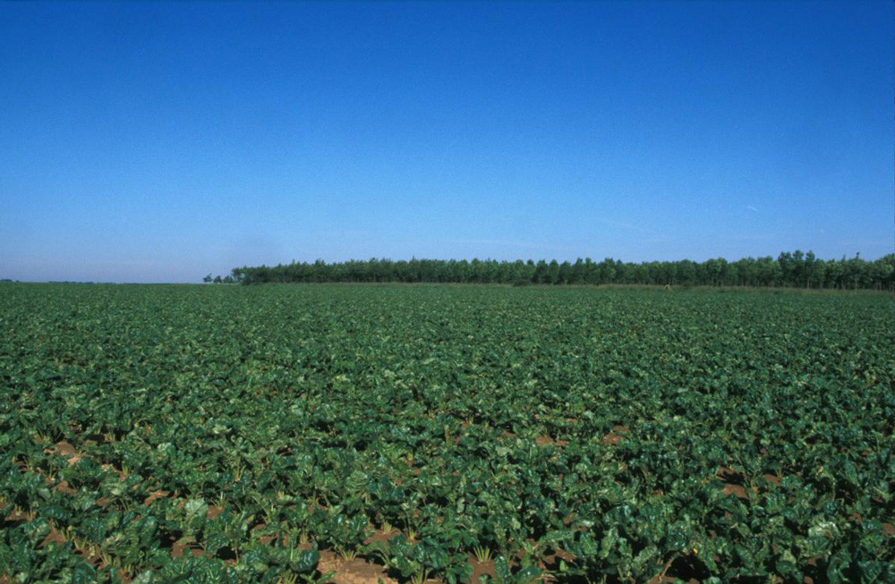 Les terres exploitées pour produire les biocarburants pourraient séquestrer du carbone
