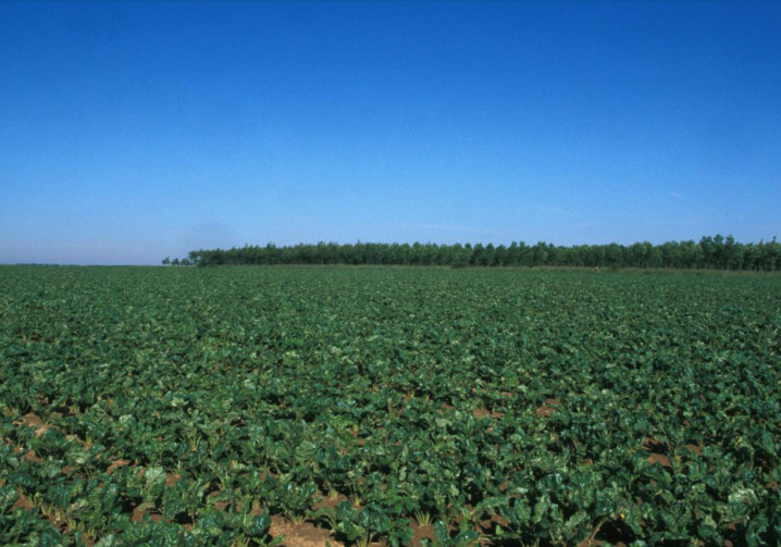 Les terres exploitées pour produire les biocarburants pourraient séquestrer du carbone