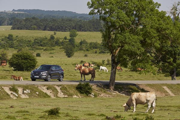 Le Hyundai Tucson affiche une allure athlétique