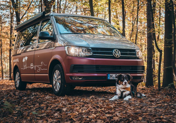Partir en vacances en voiture avec un animal de compagnie à quatre pattes