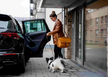 Comment faire voyager un chien en sécurité en voiture ?